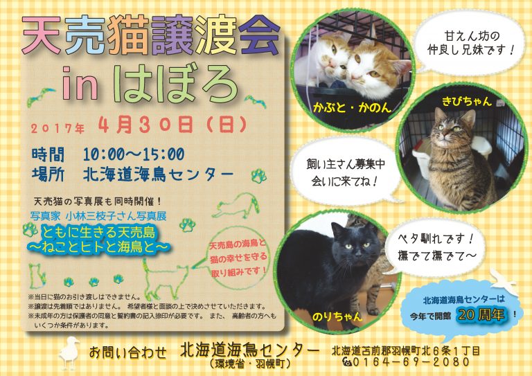 【2017/04/30】 天売猫の譲渡会 in はぼろ